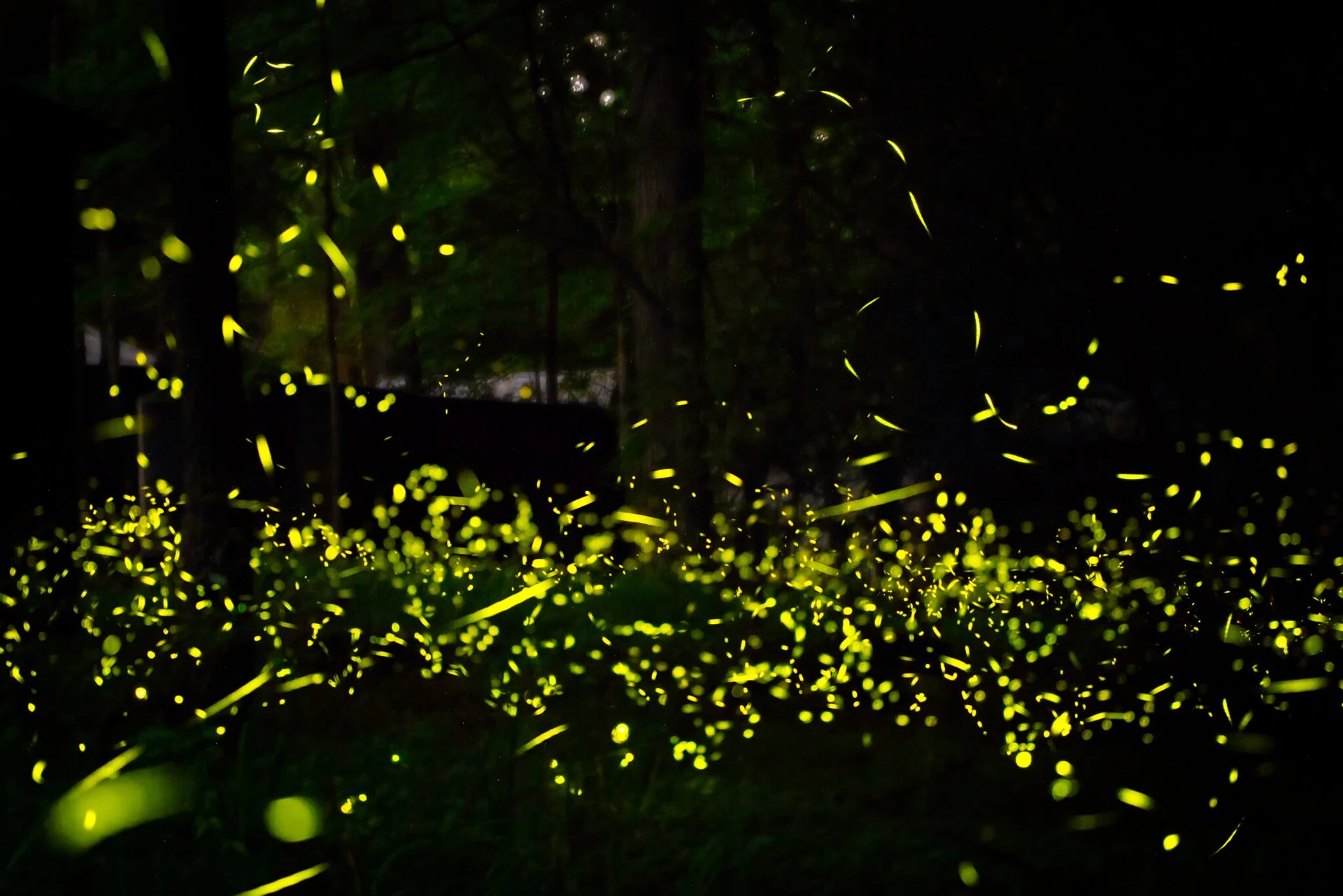 Could Advanced Civilizations Communicate like Fireflies?
